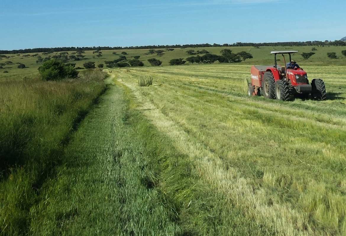 Eragrostis Harvest