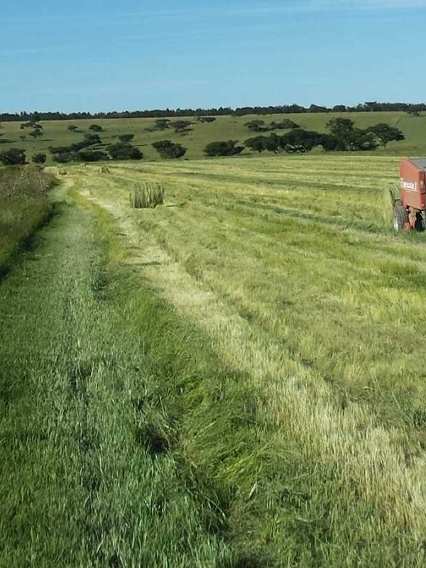 Eragrostis Harvest