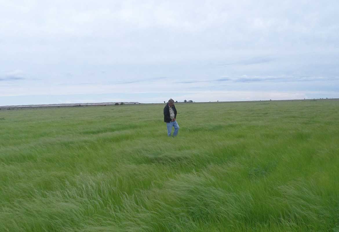 Newly Established Teff land